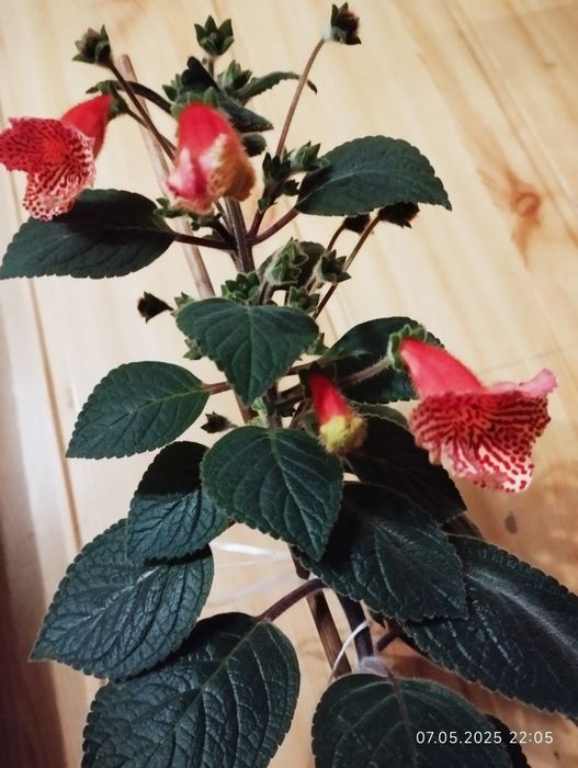 Колерія. Декілька сортів