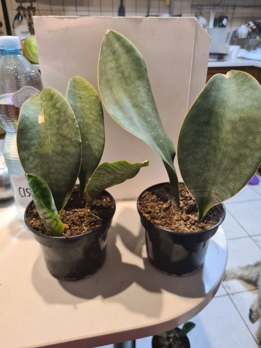 Sansevieta masoniana