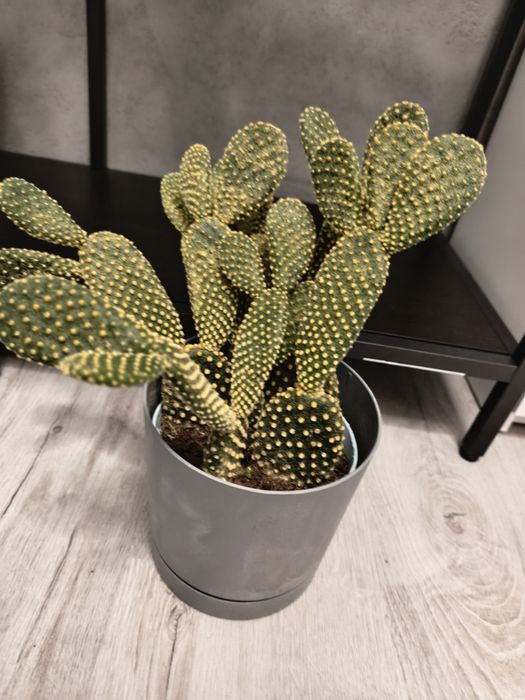 opuncja pallida microdasys yellow