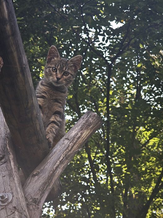 Лагідна та розумна киця в добрі руки