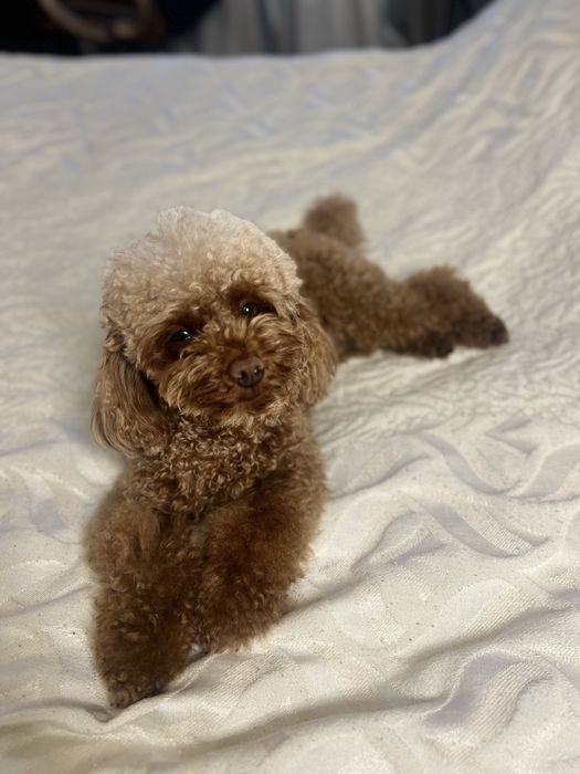 Пропала собачка породи той-пудель на імʼя Роксі