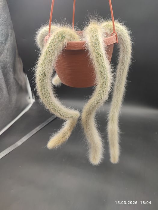 Кактус "Мавп'ячий хвіст" Hildewintera Colademononis