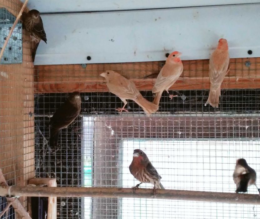 Gil meksykański, dziwonia