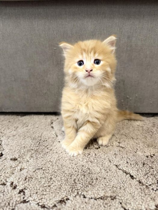 Котеня породи Мейн Кун