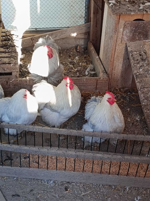 Sprzedam Kochiny Koguty