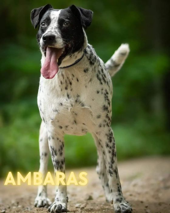 Ambaras, nasz schroniskowy dalmatyńczyk szuka domu!