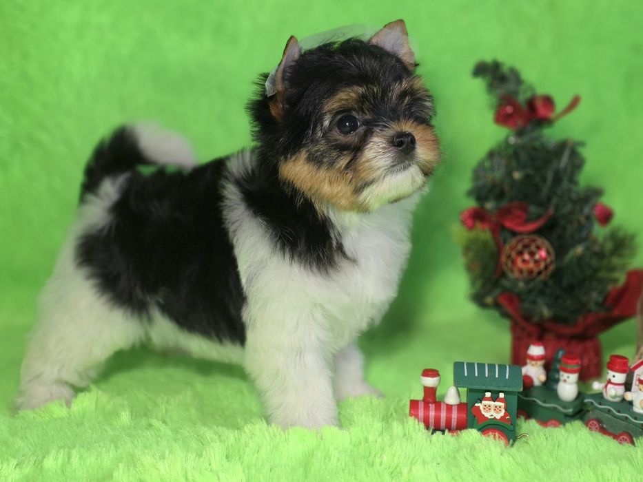 Девочка бивер йорк