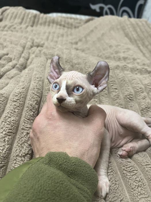 Канадский Сфинкс котята