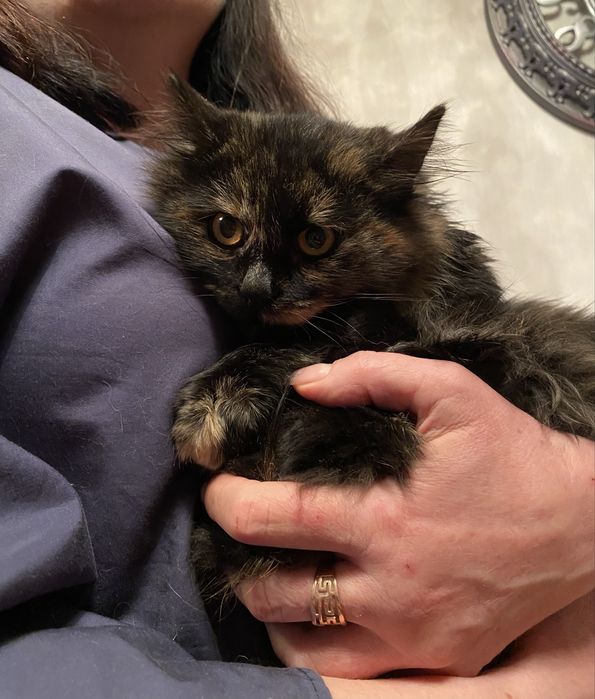 Віддаю котиків у добрі руки