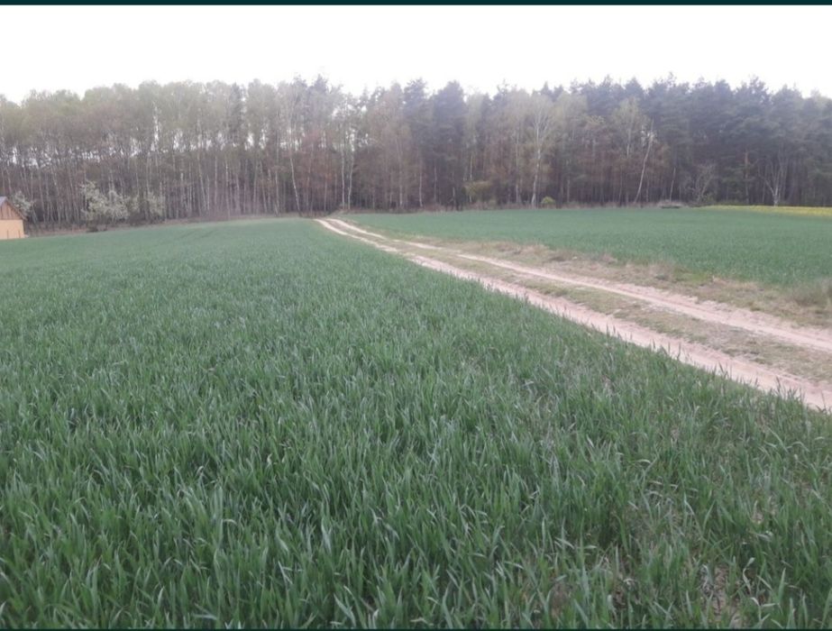 Sprzedam działkę 6.5 ha