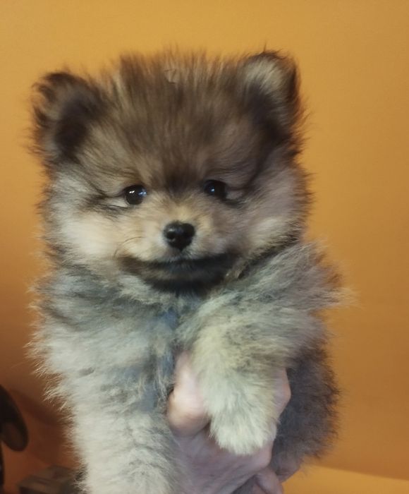 Zkwp szpic miniaturowy pomeranian