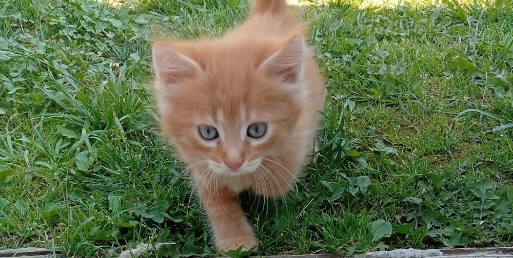 Котик рижик хлопчик