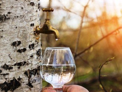 Сік березовий свіжий