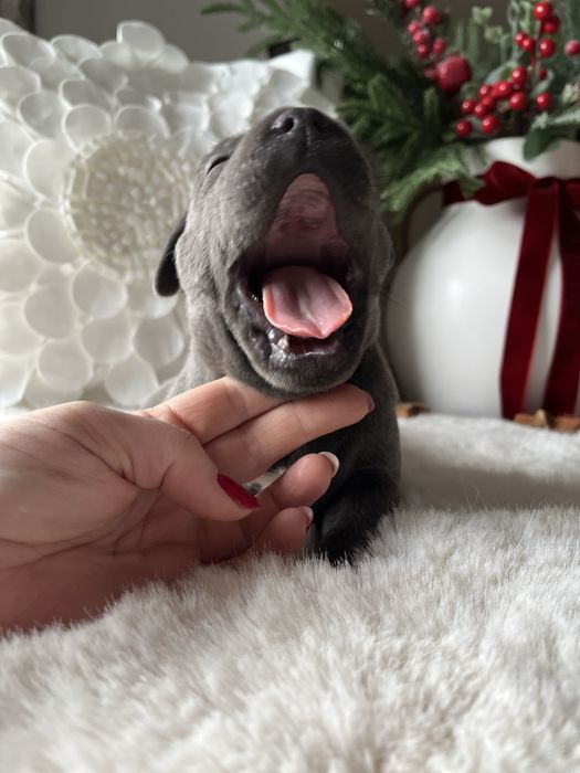 Staffordshire Bull Terrier Staffik