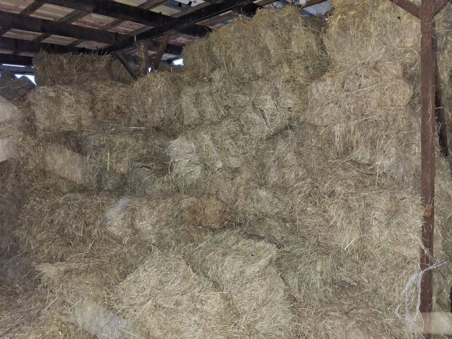 Siano sloma w snopkach polska kostka