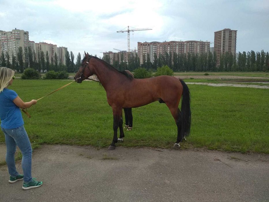 Жеребець на паровку