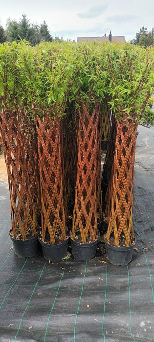 Wierzba Pleciona Salix Americana 140-180cm GRUBY SPLOT