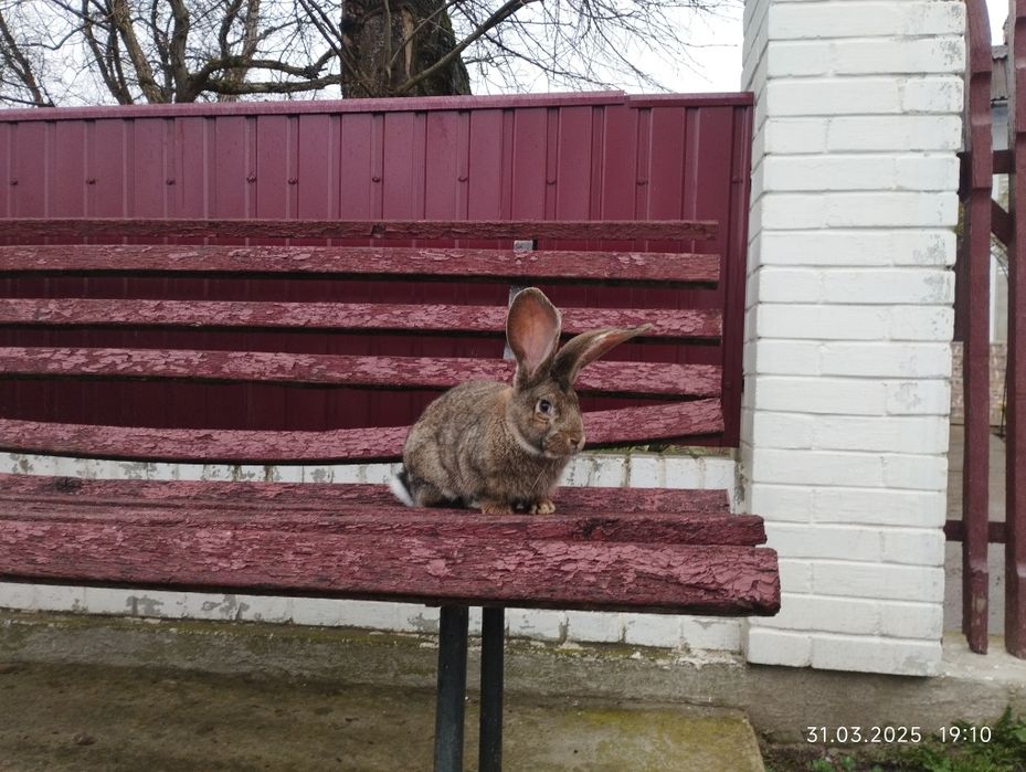 Самець БВ. 4 міс