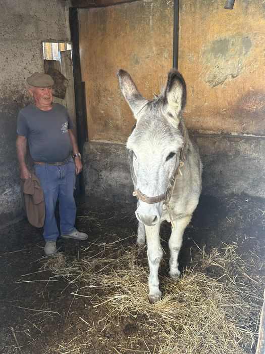 Burro Forte e Manso