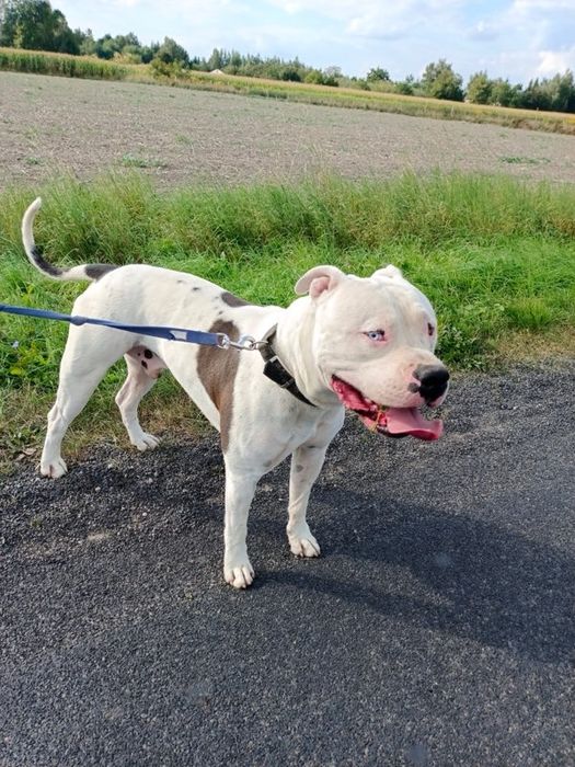 Chapo amstaff do adopcji
