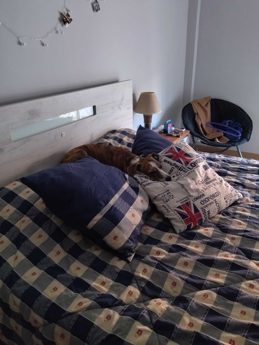 Pet sitting, passeio e estadia