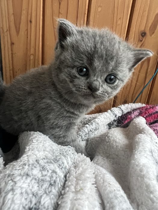 Шотланські кошенята