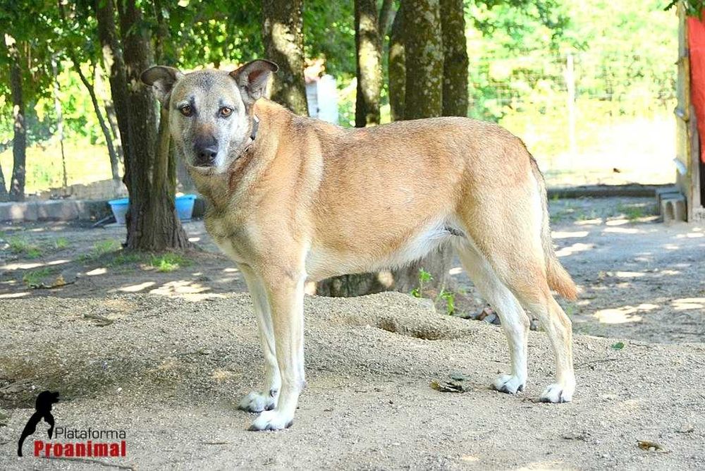 KELLY - Cadelinha para Adoção!