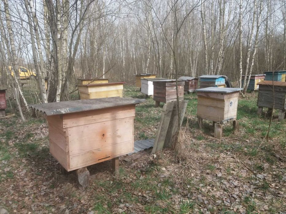 Продам пасіку  25 вуликів