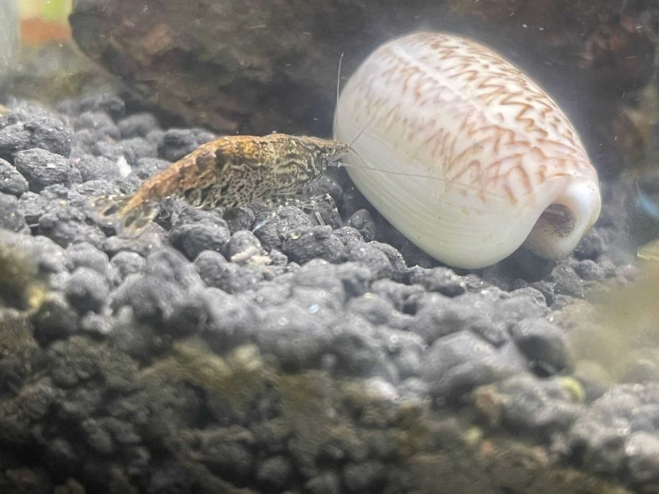 Neocaridina davidi "Wild form"