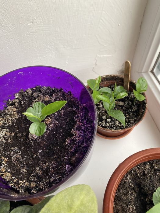 Домашні саджанці лимону та мандаринок , вирощєні з кісточки