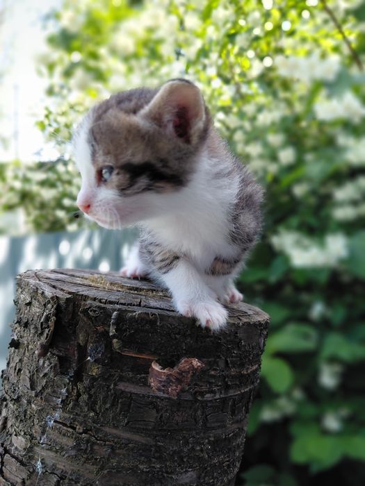 Віддам в добрі руки кошенятко!