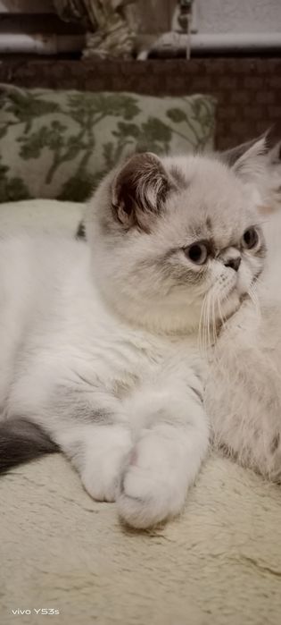 Кошеня екзот, ласкавий муркотун