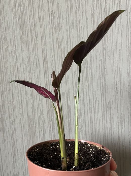 Калатея ктенанта