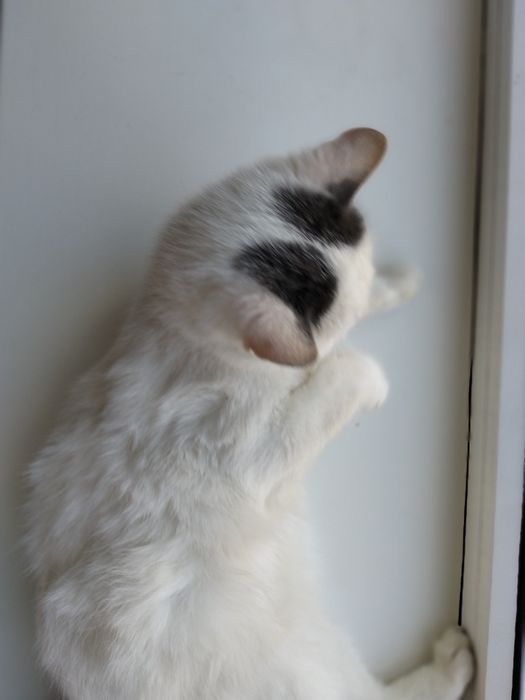 котик шукає дім(зефір)