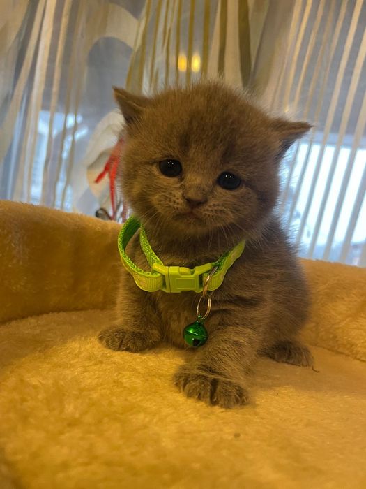 Kocurek brytyjski niebieski piękny zapraszam