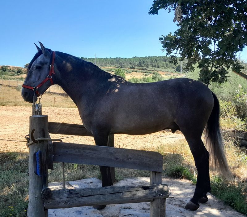 Cavalo Lusitano .