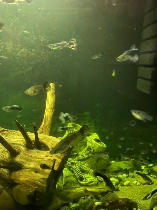 Акваріумні риби Гуппі