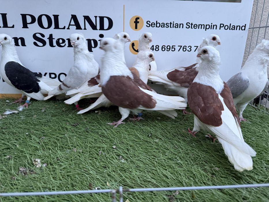 Gołębie. Mewki. Mewka. Możliwy transport