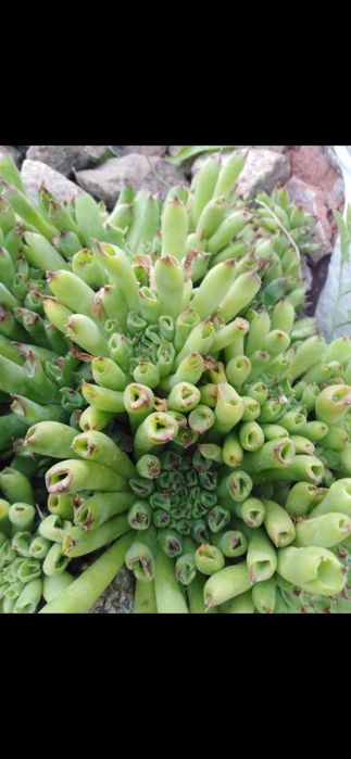 Продам кам'яні рози.