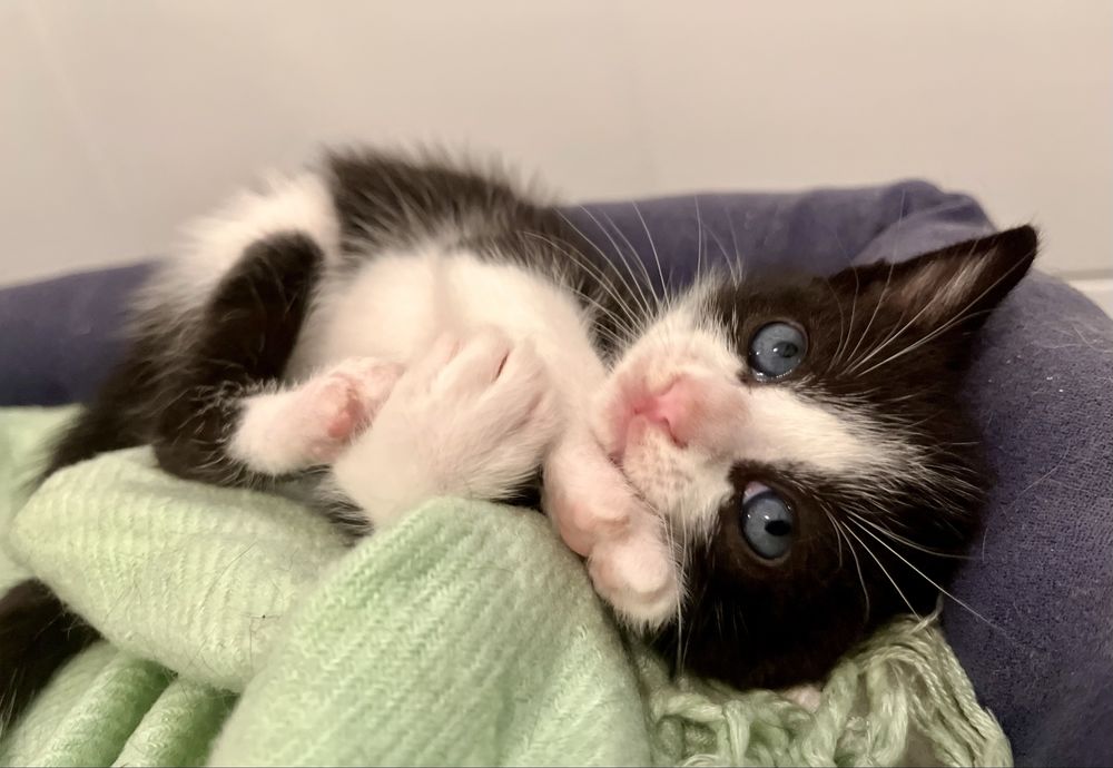 Quatros gatinhos