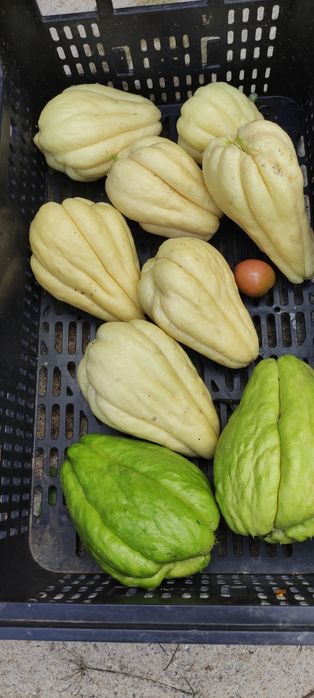 Planta de Chuchu branco e verde