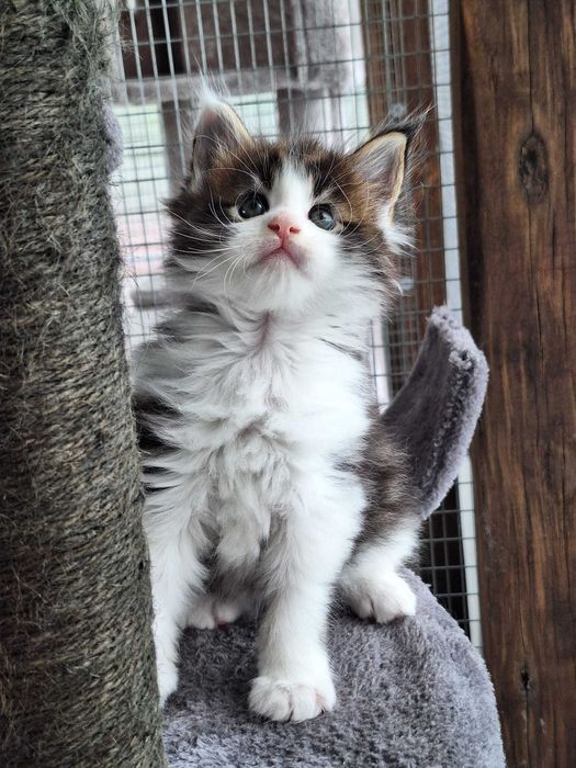 Bart Royal Cat Maine Coon