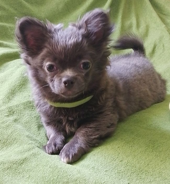 Хлопчик чихуахуа блакитний