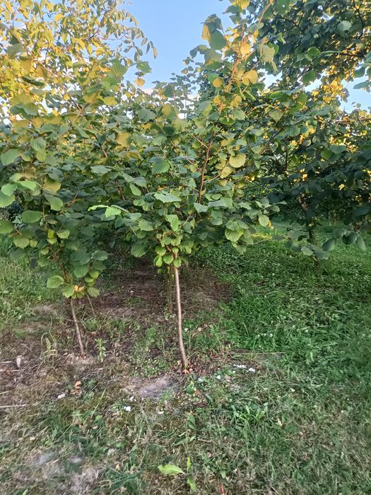 Sadzonka orzecha laskowego