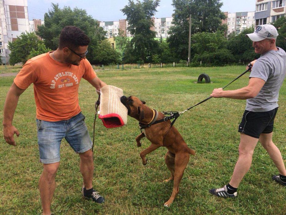 Вязка Немецкий Боксер