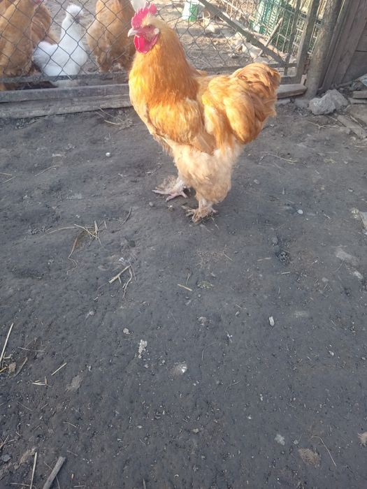 Sprzedam koguty kochiny oraz jaja lęgowe.