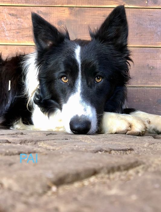 Cachorros à procura da sua familia