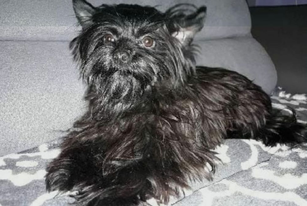 Yorkshire terrier Black pies