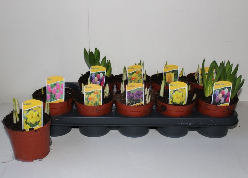 Вазони, Гіацинти, троянди та багато інших рослин.