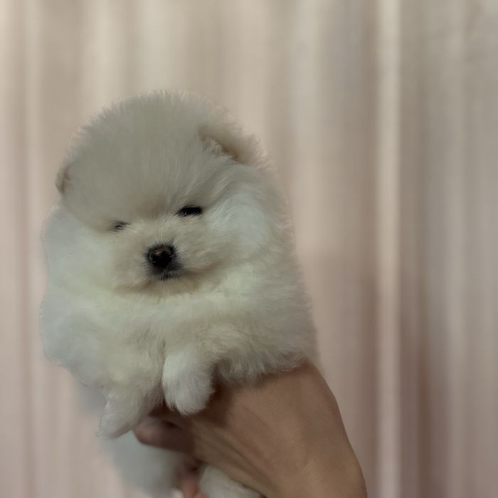 шикарна дівчинка тип ведмедик